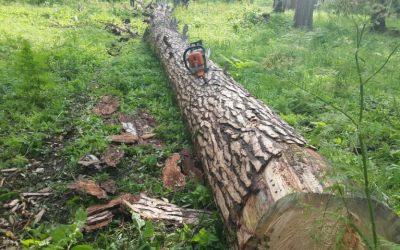 Спил и вырубка деревьев, корчевание пней - Южно-Сахалинск, цены, предложения специалистов