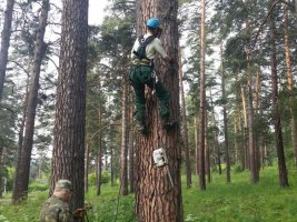 Спил и вырубка деревьев, кронирование, удаление старых деревьев стоимость услуг и где заказать - Южно-Сахалинск