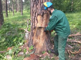 Спил и вырубка деревьев, кронирование, удаление старых деревьев стоимость услуг и где заказать - Южно-Сахалинск