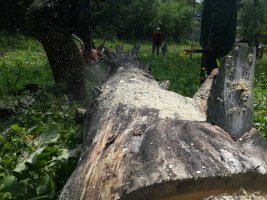 Спил и вырубка деревьев, корчевание пней стоимость услуг и где заказать - Южно-Сахалинск